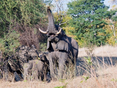 GEO_9858.elephant.bellowing